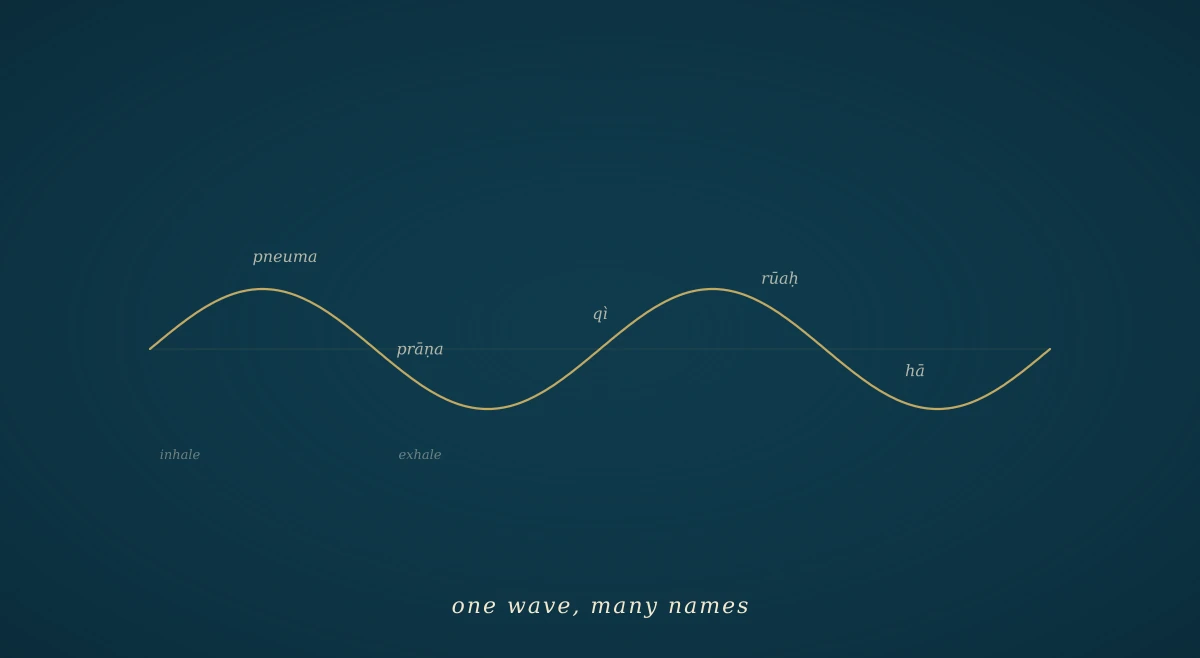 A single gold sine-wave on deep navy, representing the slow in-and-out of a breath cycle, with the breath-vocabulary of several ancient languages (pneuma, prāṇa, qì, rūaḥ, hā) set in small italic text along the curve.