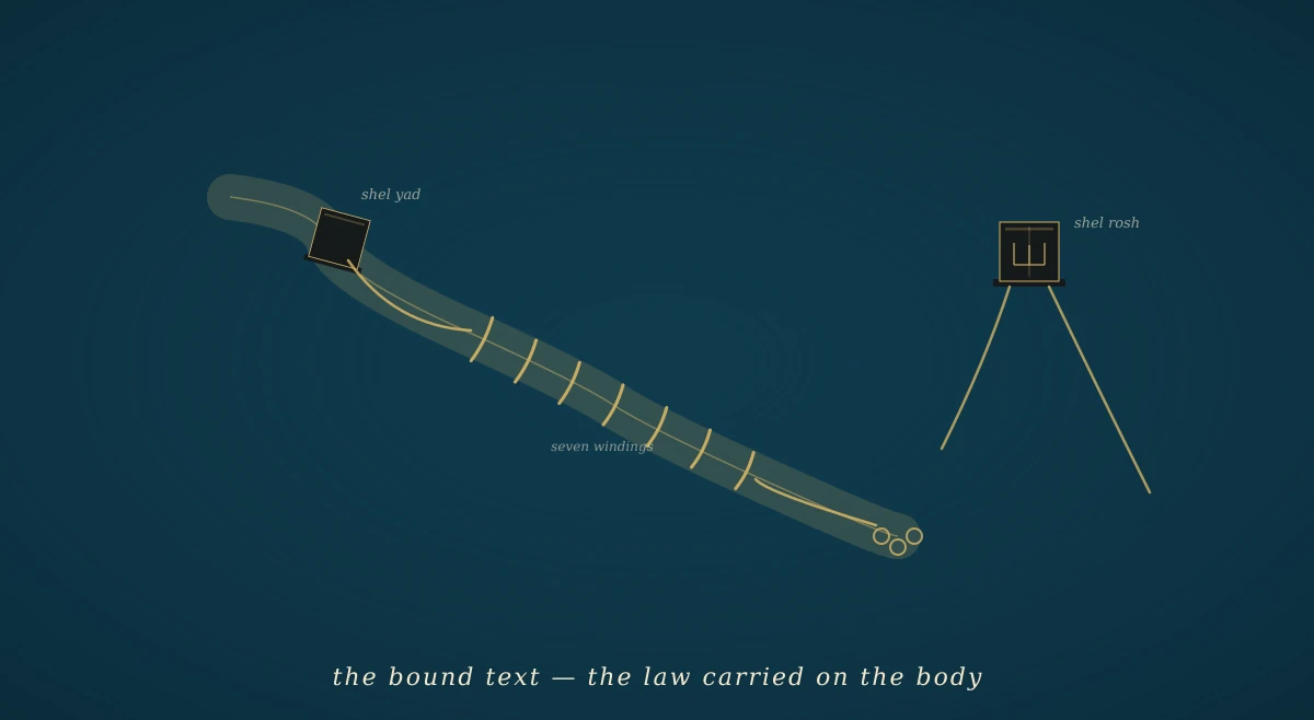 A deep navy field with a stylised arm curving across it in faint gold. On the biceps sits a small black cube — the shel yad of tefillin — with a gold strap descending and wrapping seven times around the forearm, then continuing to form small loops on the palm. In the upper right, a second black cube — the shel rosh — with a stylised Hebrew letter shin on its side and two straps hanging. The image makes the chapter-1 claim visible: the law bound to the body.
