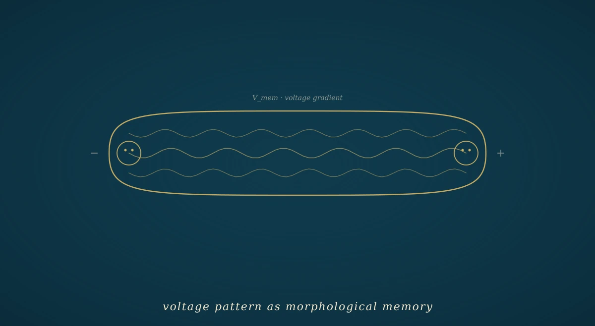 A deep navy field with a stylised planarian flatworm silhouette in gold at the centre, with two gold voltage-gradient waves radiating outward across the tissue — one carrying a head icon at each end, representing the rewritable bioelectric target morphology.