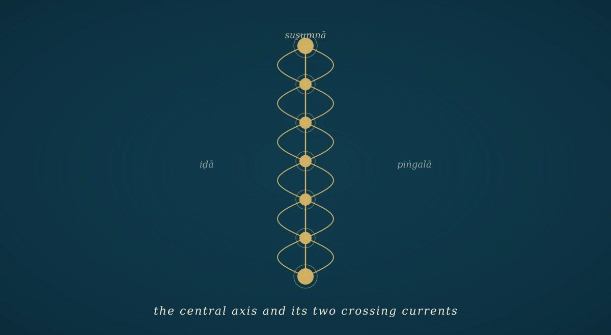 A vertical gold line (sushumna) on a deep navy field, flanked by two curved gold lines (ida and pingala) that cross at seven points along the axis; a small gold dot at each crossing, suggesting the chakras.