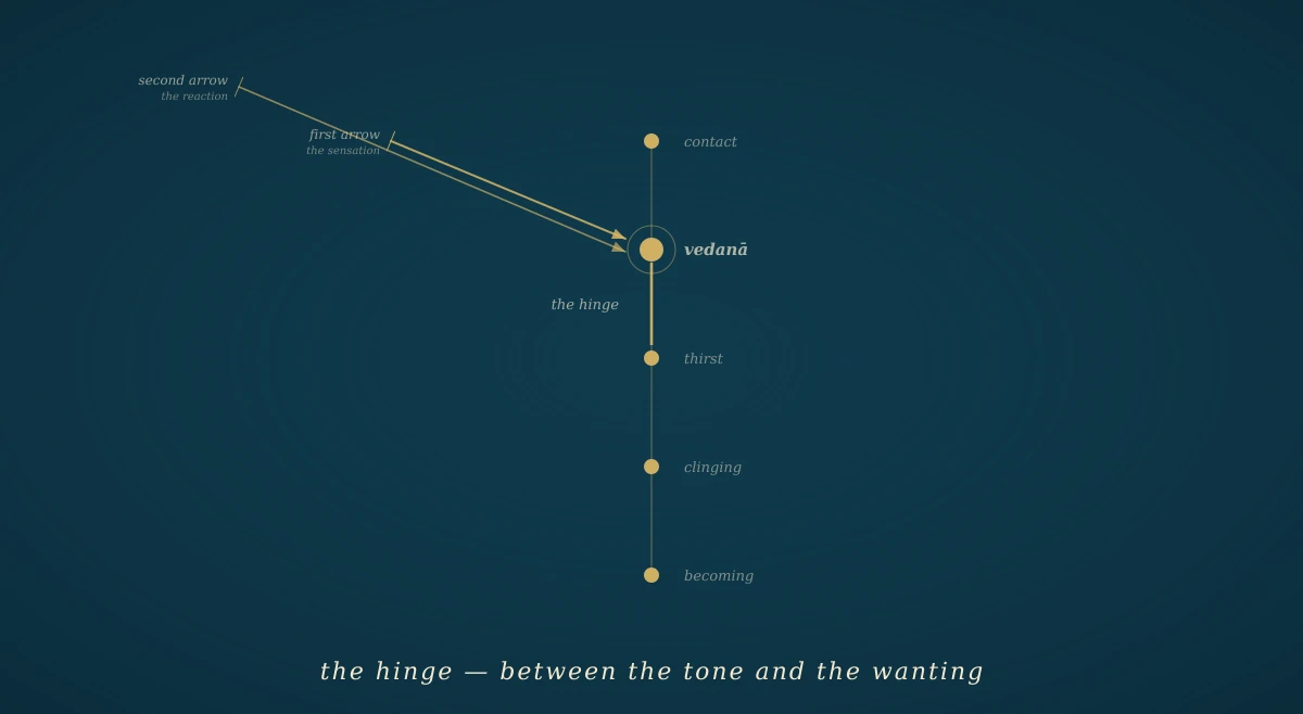 A deep navy field with a vertical gold line representing the causal chain, with a small gold mark at a specific point labelled 'vedanā' — the hinge between tone and craving — and two gold arrows striking the same point from above, one shorter (the first arrow, bodily sensation) and one longer (the second arrow, the reaction added by the mind).